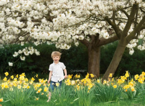 Boy in daffodils
