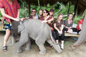 Elephant Jungle Sanctuary Chaing Mai