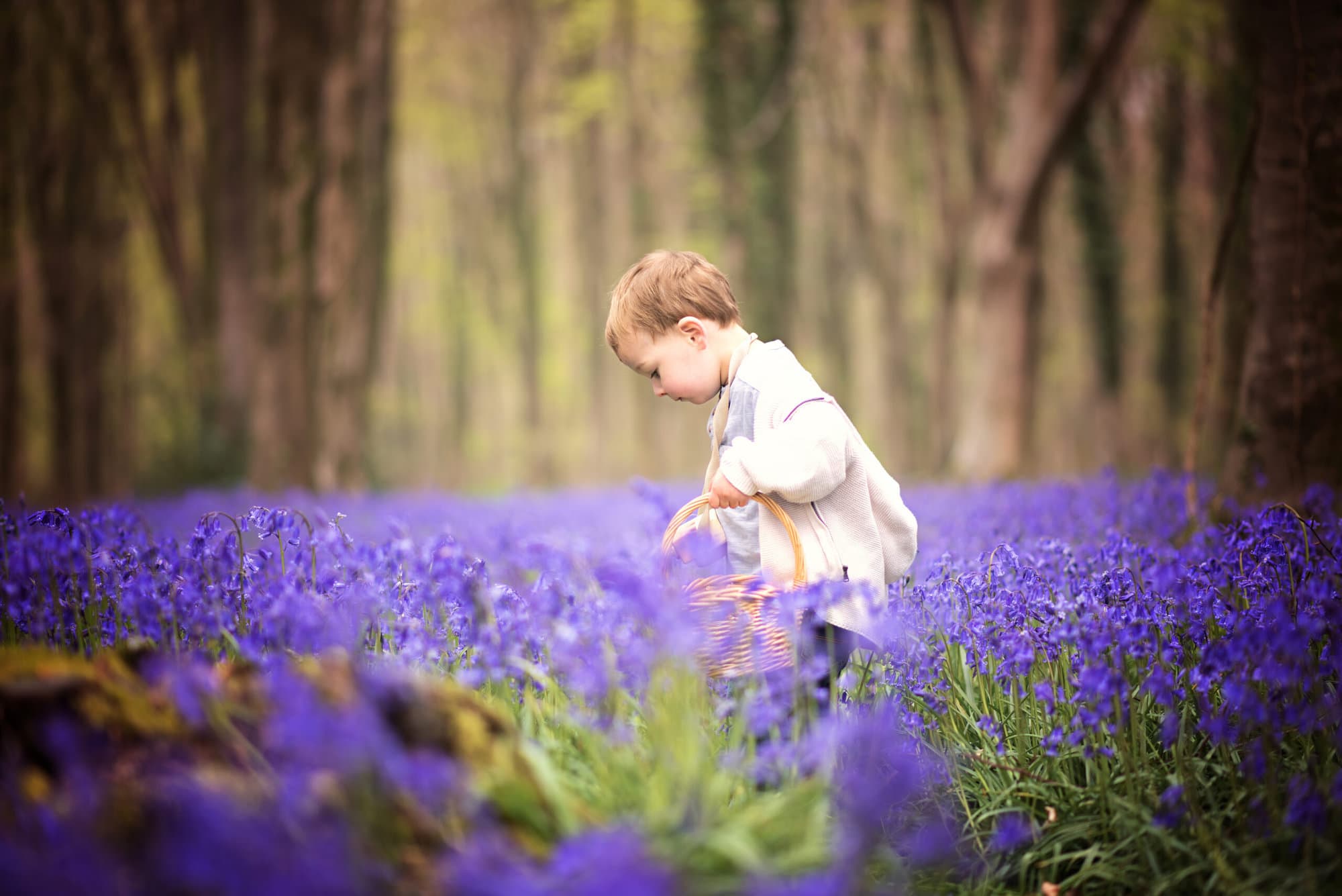 Bluebell photography examples 